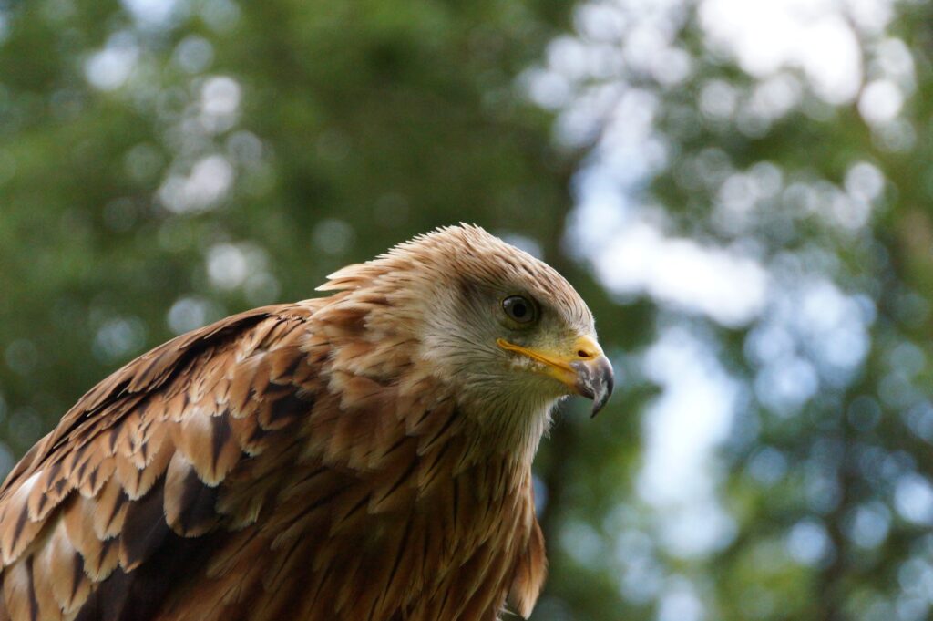 Luftaufnahme von Wellen, die an einem Strand brechen.